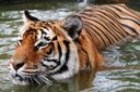 TIGER - Amazing Predator. Why Can't We Save The Tiger?