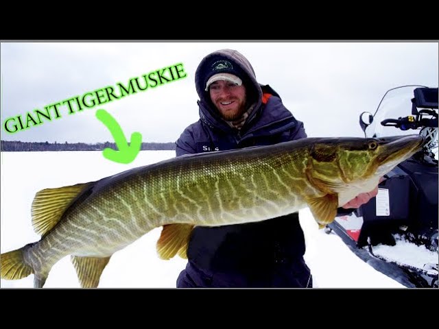 HYBRID MUSKY THROUGH THE ICE (tip-up fishing) 