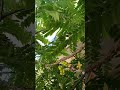 Nature love 🌿🍀 #nature #love #traveltime #reels #trendingvideo #plants #happy