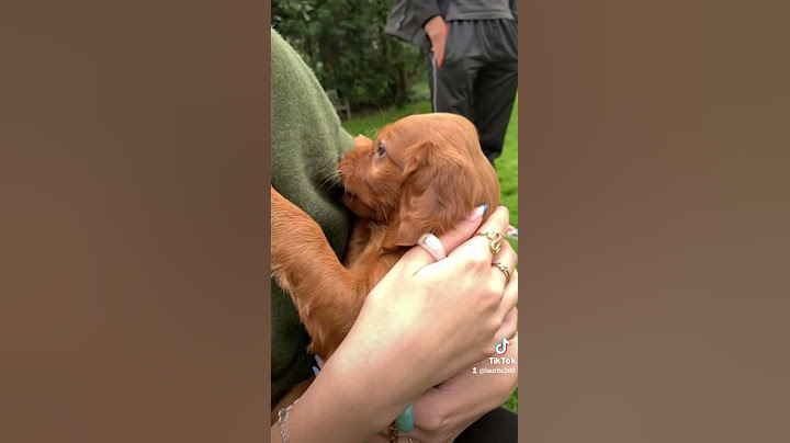 Det er min nye hund