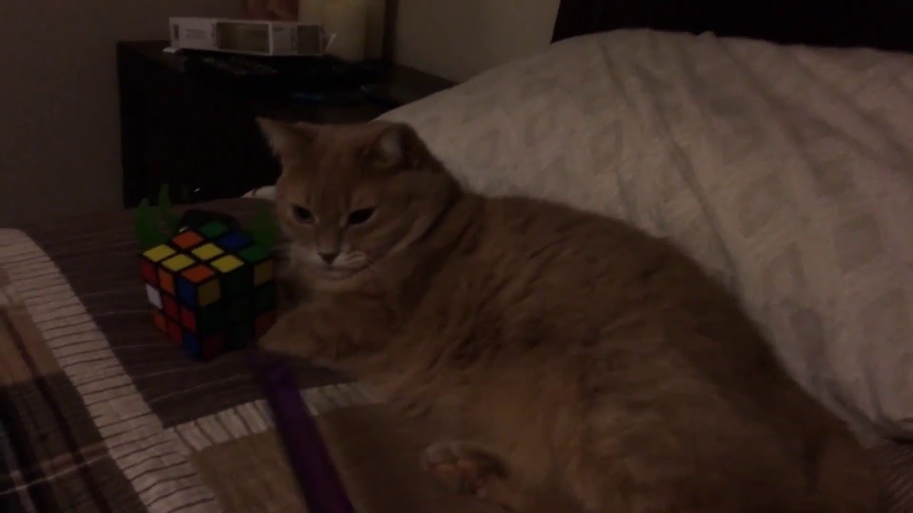 Cat solves rubix cube! World record 2016