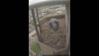 Preview of stream Peregrine Falcons Nest, Nebraska