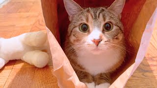 Cat gives the cutest high fives after mastering the new feeder