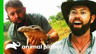 Solid Evidence That This Giant Softshell Turtle ISN'T Extinct! | Extinct or Alive? screenshot 2