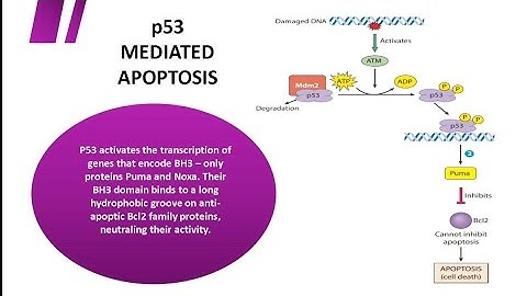 p53, A Tumor suppressor protein 
