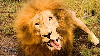 These Lions Are Jokers | The Lion Whisperer