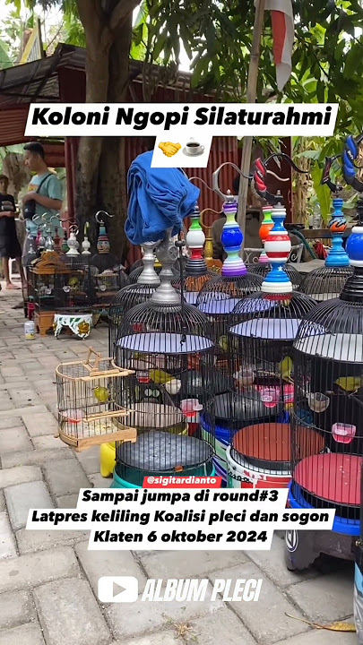 KOLONI PLECI YG PUNYA TETEP BISA NGOPI‼️ #pleci