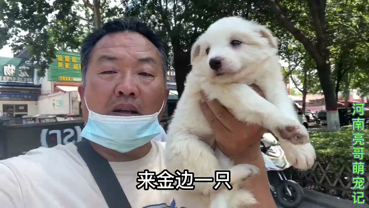 开封宠物市场，亮哥再创辉煌，代购“达人”称号当之无愧