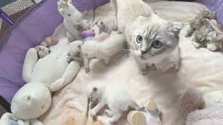 23 DAYS cute scottish fold baby kittens and cat mother #kittens #cutecat #asmr #catvideo