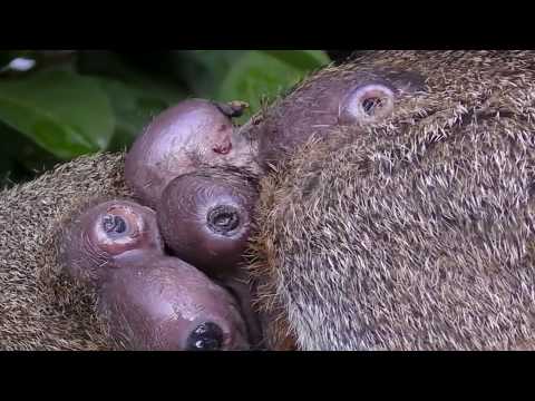 Video: Lalat Bot (Belatung) Di Anjing