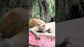 Smuckers Dolphin Jelly Copypasta But Its Narrated By Elevenlabs Ai Voice