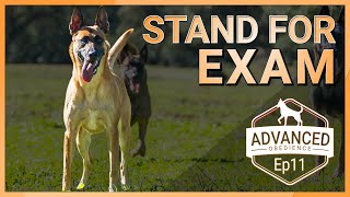 How To Teach Your Dog The Stand For Exam. Including Bonus Material!