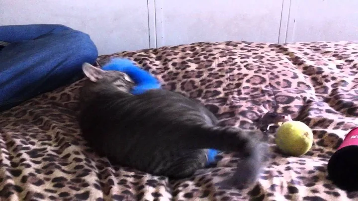 Video 4778121: oriental cat playing, dogs adoption cats, cat home