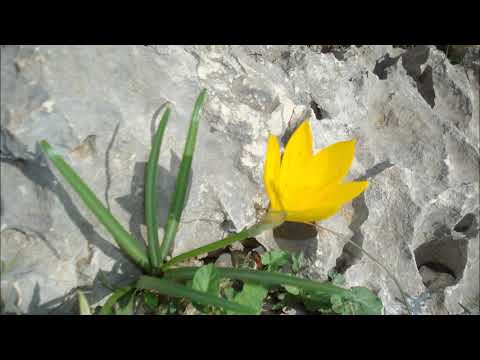 Βίντεο: Οικογένεια Amaryllidaceae