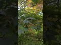 묻지마세요 장민호 단풍나무 묻지마세요 장민호 단풍나무