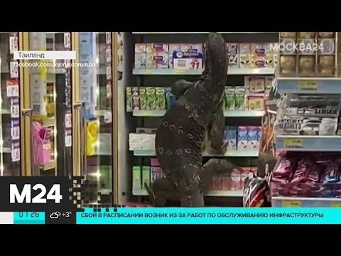 Жители Таиланда заметили варана в супермаркете - Москва 24