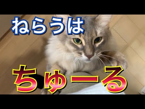 激しくアピール!ちゅーるをおねだりする猫。 長毛種 ソマリ somali cat