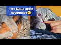 Цаца напала на Герду😳 Что случилось с котенком запертым в подьезде?