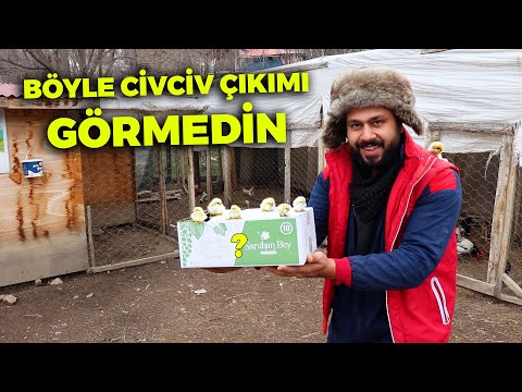 Böyle CİVCİV Çıkımı Görmedin ! - Asil ve Gugulli Civcivler Çıktı - Proegg Kuluçka Makinesi - Çiftlik