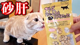 初めて砂肝を食べる短足猫が苦戦しまくった結果...