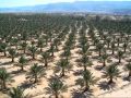 قصة الصحابي ابو الدحداح للشيخ محمد الشنقيطي