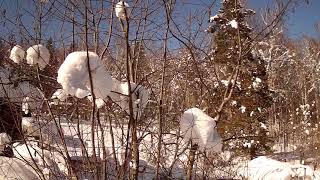 Тайга .Зима .Taiga.winter.