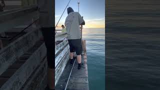 MAN VS SHARK Fisherman Catches Shark Off Crystal Pier San Diego