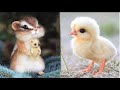 Cute Baby Animals Videos Compilation | Funny and Cute Moment of the Animals #26- Cutest Animals
