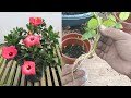 Easy way to grow hibiscus plant(gumamela) from cuttings