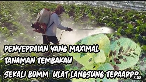 Cara Ampuh pengendalian Hama Pada Tanaman tembakau Super ampuh