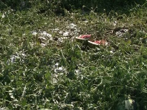 სტიქია გურჯაანში