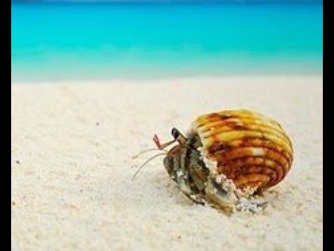 Video: Puas yog hermit crabs yooj yim saib xyuas?