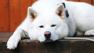 Chó Akita Inu  Sát Thủ Đội Lốt Cừu Non