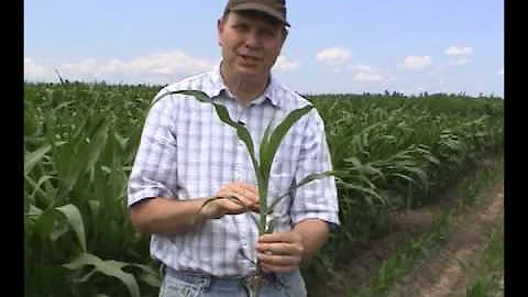 Field Corn, Mature Growth Stages Defined
