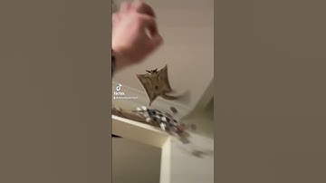 Flying Squirrel- mattchanning #fyp #fypシ #viral #daredevil #thepetguardian1 #thepetguardian5610