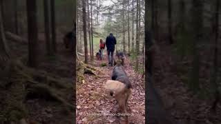 A hike through the forest with 10 German Shepherds.