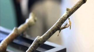 Large Red Damselfly emergence [COMPLETE]