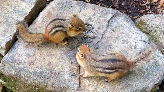 Will Smartie Chipmunk Chucky Recognize Her Baby?