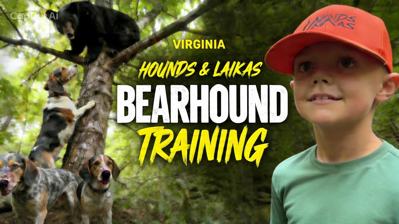 Virginia Bear Hound Training Episode 2