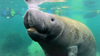 Swimming With MANATEES in Crystal River, Florida