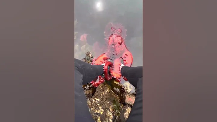 Giant Octopus GRABS Leg In Water #ocean #oceanlife #shorts