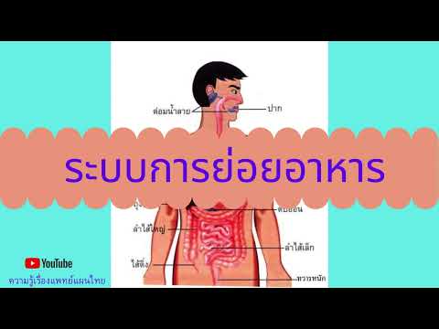 ระบบการย่อยอาหาร (Digestive System) #ระบบการย่อยอาหาร #digestivesystem #animation