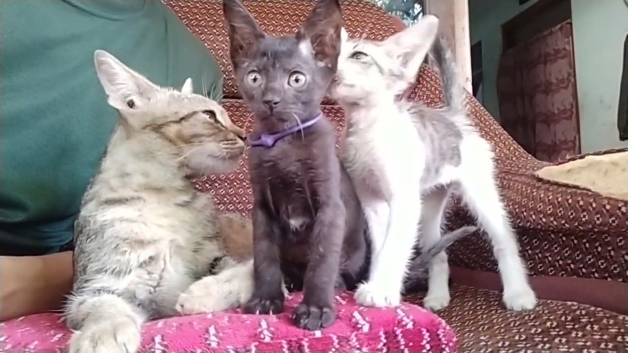 Kucing mujaer sedang santai di sofa