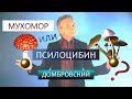 МУХОМОР или ПСИЛОЦИБИН? Размышления.