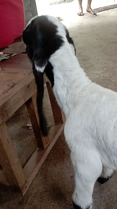 Bp. Wagiman. wa: 0813-2675-3978 Nama cempe Etawa si fitri. Lokasi : Desa Getas playen Gunungkidul