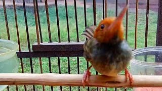 suara prenjak gacor cocok untuk mikat burung prenjak di alam liar