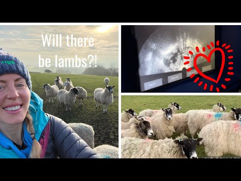 WILL THERE BE LAMBS? SHEEP SCANNING DAY! FOOTBATH SYSTEM Dale Farm Peak District