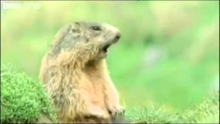 BBC Talking Animals - Steve Allen