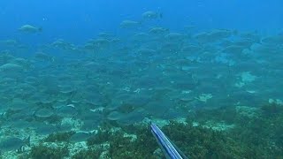 Day Spearfishing with a LEGEND a special episode