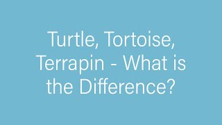Terrapin, Tortoise or Turtle - What Is The Difference?